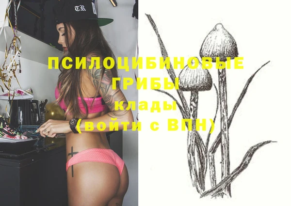 прущие грибы Каменск-Шахтинский